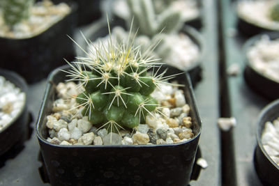 High angle view of succulent plants in market