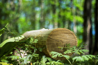 Close-up of tree trunk in forest