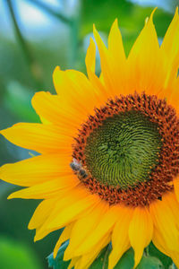 Close-up of yellow sunflower blooming outdoors