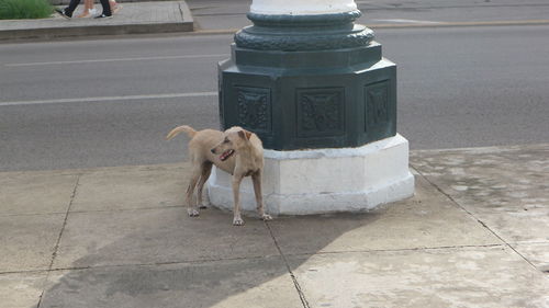 Dog standing on sidewalk