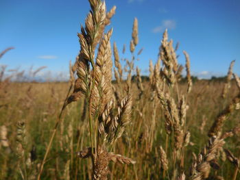 Close-up of stalks in field against sky