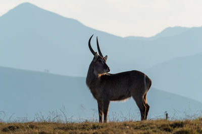 Horse standing on field against mountain range