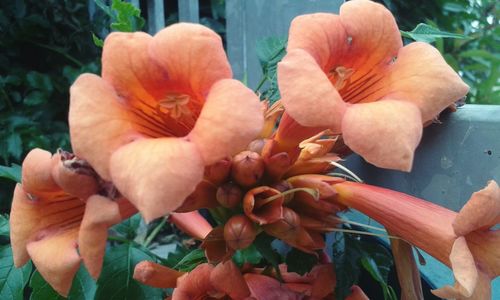 High angle view of orange flowering plant