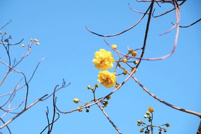 Low angle view of flower tree against clear sky