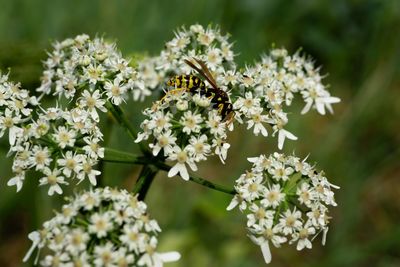 Close-up of bee pollinating flowers