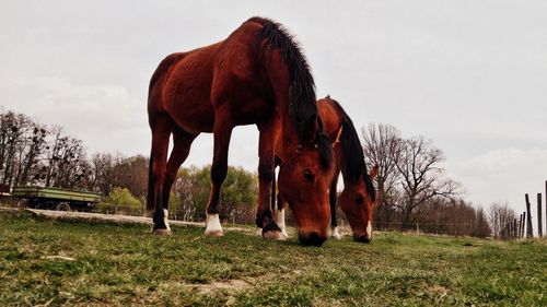 Horse grazing on field against sky