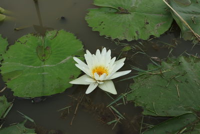 High angle view of white flowering plant floating on water