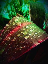 Close-up of water drops on leaf