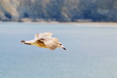 Close-up of seagull flying over sea