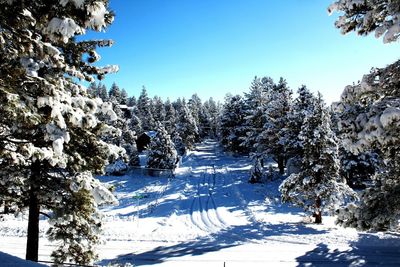 Snow covered trees against sky