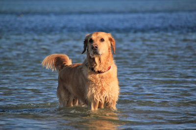 Portrait of golden retriever