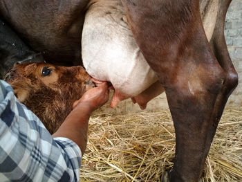 Close-up of new born calf feeding milk