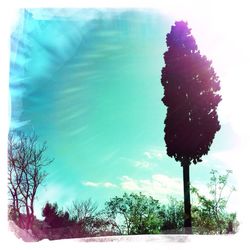 Low angle view of flowers against sky