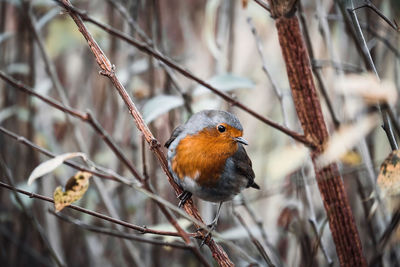 Close-up of a bird perching on branch