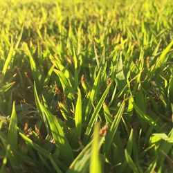 Full frame shot of grassy field