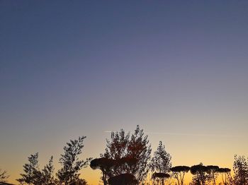 Low angle view of silhouette trees against clear sky