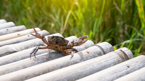 Close-up of insect on wood