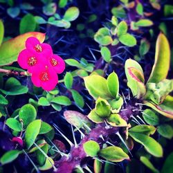 Close-up of pink flowers