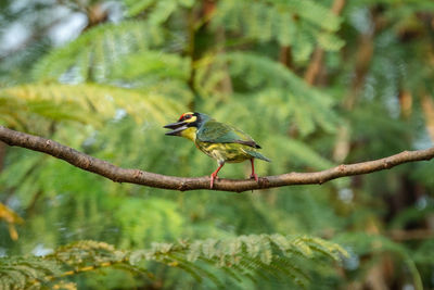Bird perching on a branch