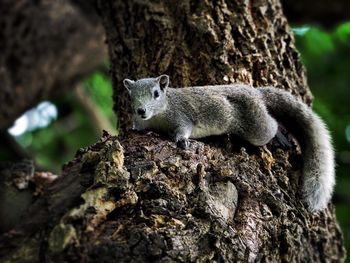 Close-up of squirrel on tree trunk