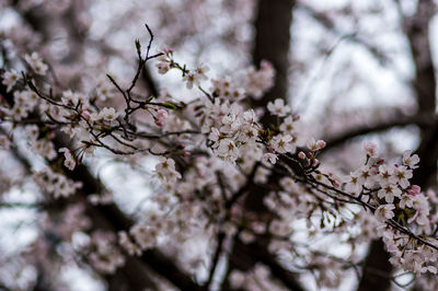 Low angle view of cherry blossoms in spring