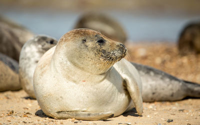 Sea lion on sand at beach