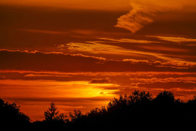 Low angle view of silhouette trees against orange sky