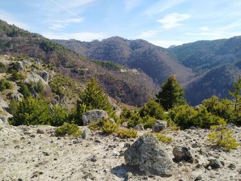 Forest and mountains