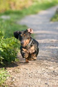 Portrait of a sausage dog running