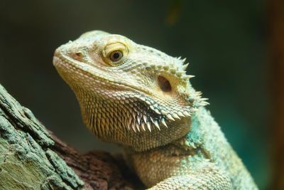 Close-up of lizard