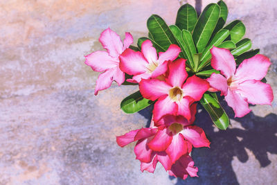 Close-up of pink flowering plant