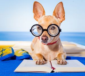 Front view of dog with eyeglasses reading a book