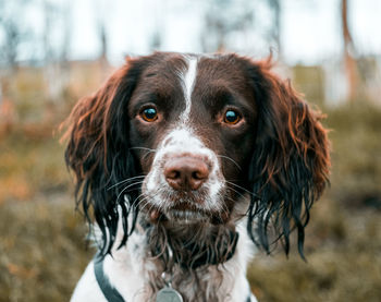 Close-up portrait of dog on field