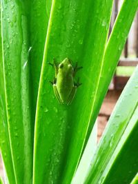 Close-up of insect on plant