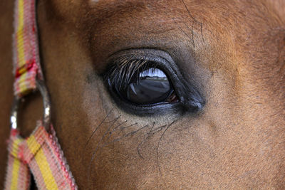 Close-up of horse eye