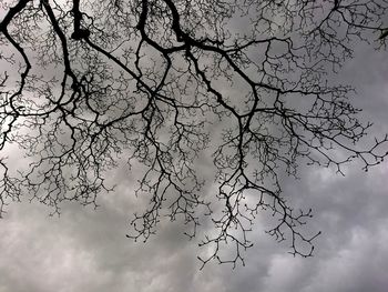 Low angle view of bare tree against sky