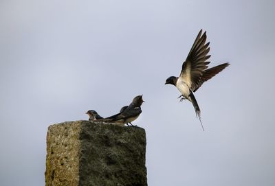 Low angle view of bird perching against clear sky