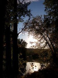 Silhouette trees in forest against sky