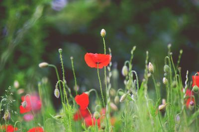 Close-up of poppy flowers blooming outdoors
