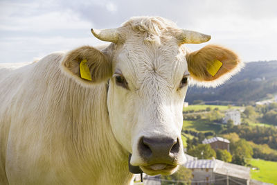 Close-up of cow on field