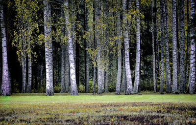 Birch trees in forest