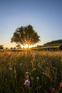 Scenic view of flowering plants on field against bright sun