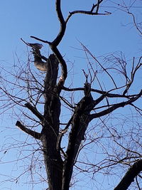 Low angle view of bare tree against clear blue sky