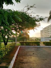 Trees in park