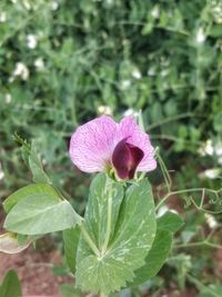 Close-up of pink flowering plant