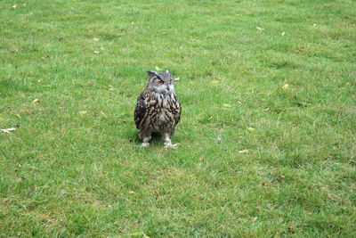 Bird on grassy field