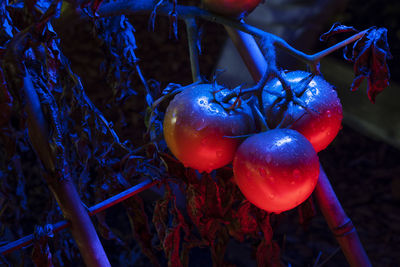 Close-up of berries growing on tree