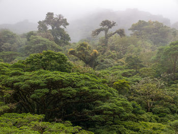 Trees in forest against sky