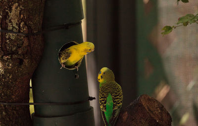 Courting budgerigar parakeet birds melopsittacus undulatus offer each other seed.