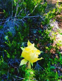 Close-up of yellow flower blooming outdoors